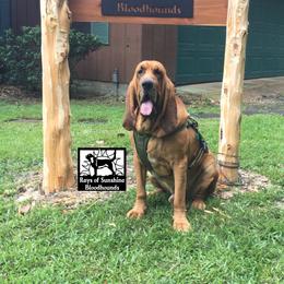 Wally - Bloodhound