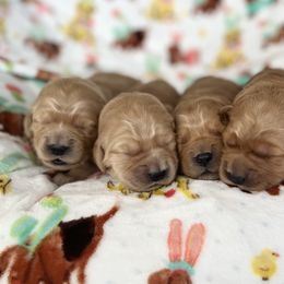 Dachshund and Golden Retriever Puppies from Wyo Dachshunds & Goldens