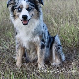 Koko - Australian Shepherd