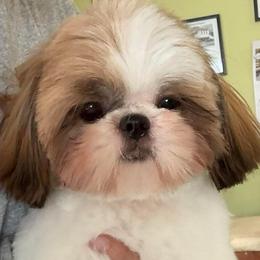 Retiring Lexi - Ready in October - Red and white female Shih Tzu puppy in Seattle, Washington from 🌗 New Moon Shih Tzu 🌗
