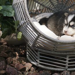 Pomsky Puppies from Arctic Star Pomskies