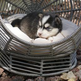 Pomsky Puppies from Arctic Star Pomskies