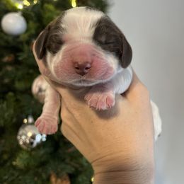 Julie - Liver and white female English Springer Spaniel puppy in Wilmer, Alabama from Southbend Springers