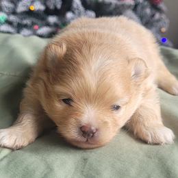 Rose - Cream parti female Pomeranian puppy in Brooklyn, New York from Svitlana's Pomeranians
