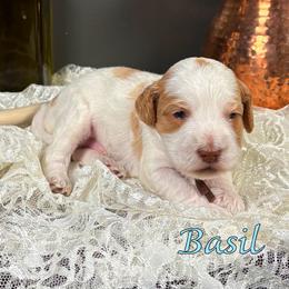 Basil - Caramel male Australian Labradoodle puppy in Decatur, Alabama from Southern Meadows Doodles