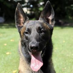 Taz - Belgian Malinois