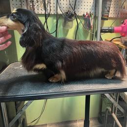 Ty - Dachshund
