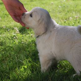 Golden Retriever Puppies from Dewey Creek Goldens