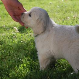 Golden Retriever Puppies from Dewey Creek Goldens