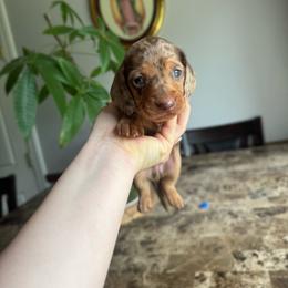 Yellow - Dapple male Dachshund puppy in Yuba City, California from Mulberry Dachshunds
