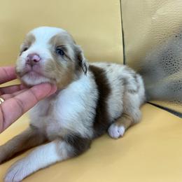 Girl 2 - Red merle female Toy Australian Shepherd puppy in Alabama from SBA Aussies