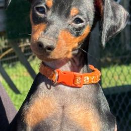Miniature Pinscher Puppies from DeLeeuw Family Miniature Pinschers