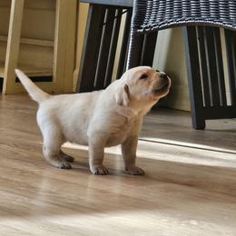 Boy 4 - male Labrador Retriever puppy in Helena, Montana from Whistling Wings Retrievers, LLC.