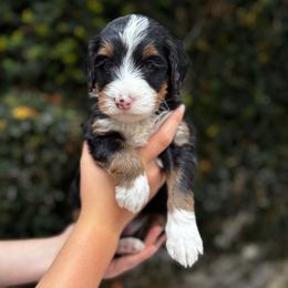 Dahlia - Tri-color female Bernedoodle puppy in Huntington Beach, California from The Canine Society