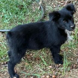 Ava - Black & white female Miniature Australian Shepherd puppy in Patterson, North Carolina from DreamLine Aussies