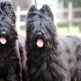 Briards from Briards De Bejaune