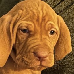 Vizsla Puppies from Two Ponds Farm Vizslas