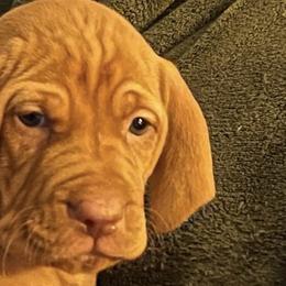 Vizsla Puppies from Two Ponds Farm Vizslas