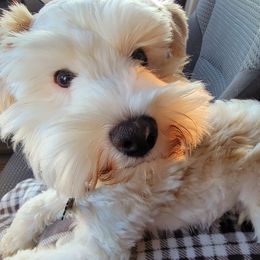 Miniature Schnauzer Puppies from SHANNAN COLE