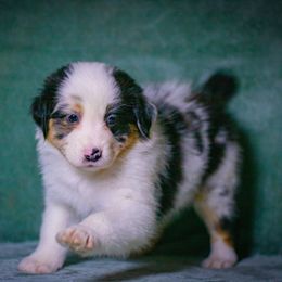 Espresso - Blue merle female Australian Shepherd puppy in Monroe, Georgia from Lovable Little Aussies