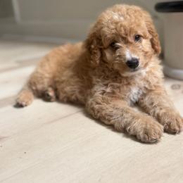 Disney - Red female Aussiedoodle puppy in Jackson, Tennessee from Dinah Doodles and Aussies