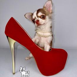 Rue 7000 - Chocolate sabled fawn male Chihuahua puppy in Naples, Florida from Naples Tiny Dogs