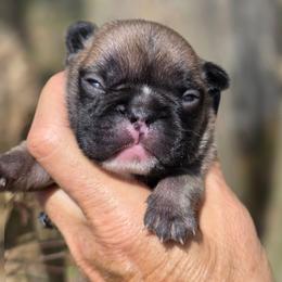 Timmy - Fawn male French Bulldog puppy in Polk City, Florida from Best Friend Frenchies, LLC