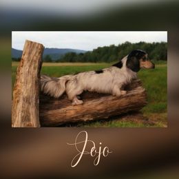 Jojo - Dachshund