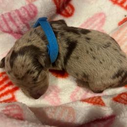 Blue boy - Dapple male Dachshund puppy in Frederick, Colorado from Get Low Mini Dachshunds
