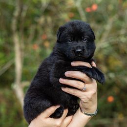 Rhiannon - Black female German Shepherd puppy in Hammond, Louisiana from Von LaMarca German Shepherds