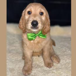 Creamer - Apricot male Goldendoodle puppy in Summerville, South Carolina from Pawmazing Doodles