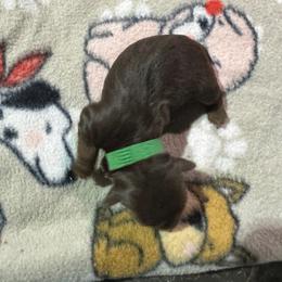 Dixie - Chocolate, tan and white female Yorkshire Terrier puppy in Tulsa, Oklahoma from Yorker Puppy Palace