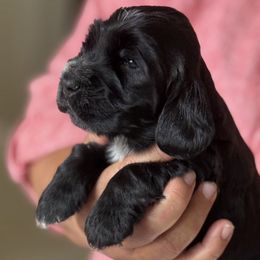 Bellaluna Midnight rider (Harley) - Black male English Cocker Spaniel puppy in Pembroke Pines, Florida from Bellaluna English Cockers