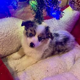 Galinda - Blue merle female Miniature American Shepherd puppy in Groesbeck, Texas from Epic Miniature American Shepherds