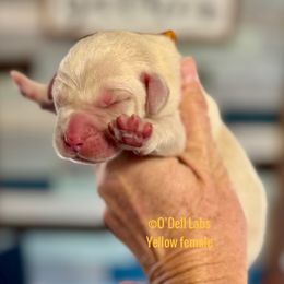Girl 1 - Yellow female Labrador Retriever puppy in Sullivan, Missouri from O’Dell Labs