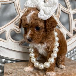 Pink collar - Red  female Goldendoodle puppy in Calico Rock, Arkansas from Cottrell’s Poodles & Doodles