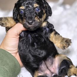 Bell - Black and tan female Cockapoo puppy in West Point, Mississippi from Golden Paws