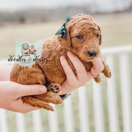 Dachshund, Goldendoodle, and Sheepadoodle Puppies from Doodles & Doxies