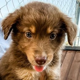 Australian Shepherds from Archusa Farms