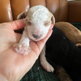 Holly - Parti female Goldendoodle puppy in Ottawa, Ohio from Simply Beautiful Goldendoodles