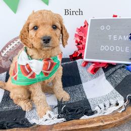 Goldendoodle Puppies from Doodle Love ❤️ Goldendoodle puppies