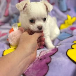 Pearl - Cream and white female Chihuahua puppy in Brooksville, Florida from Daystars Chihuahuas
