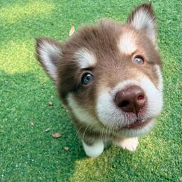 Belly (Pink Collar) - Red and white female Siberian Husky puppy in Warwick, Rhode Island from Young Orchard Siberians