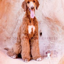 Poodle All Grown Up from Poodles of Pony Express