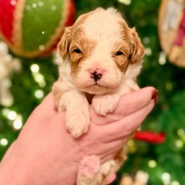 Noelle - Tan - Parti female Goldendoodle puppy in Philadelphia, Mississippi from Oakie Doodles