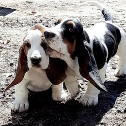 Basset Hounds from Jubilee Basset Hounds