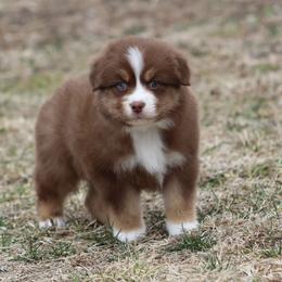 Twist - Red tri-color male Australian Shepherd puppy in Jameson, Missouri from Sky Creek