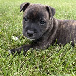 Staffordshire Bull Terrier Puppies from Neverland Staffords