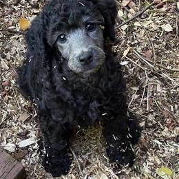 Poodle Puppies from Morningstar Standard Poodles