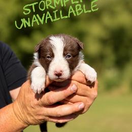 Stormfly - Chocolate female Border Collie puppy in Sanger, California from Flying M Cactus Ranch Buddies